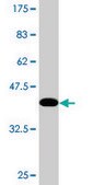Monoclonal Anti-TAF1C, (C-terminal) antibody produced in mouse clone 3E6, purified immunoglobulin, buffered aqueous solution