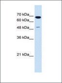 Anti-SILV antibody produced in rabbit IgG fraction of antiserum
