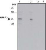 Anti-HtrA2 antibody produced in rabbit ~1.5 mg/mL, affinity isolated antibody, buffered aqueous solution