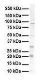 抗-KRAS affinity isolated antibody