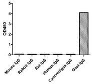 Alpaca Anti-Goat IgG(Fc&#947;) HRP single domain Antibody recombinant Alpaca(VHH) Nano antibody