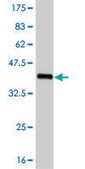 ANTI-FOXC2 antibody produced in mouse clone 4A5, purified immunoglobulin, buffered aqueous solution