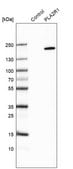 抗-PLA2R1 兔抗 Prestige Antibodies&#174; Powered by Atlas Antibodies, affinity isolated antibody, buffered aqueous glycerol solution