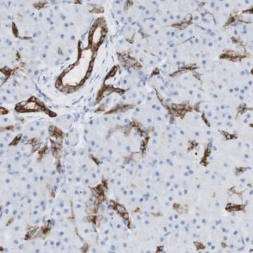 Anti-NDST4 antibody produced in rabbit Prestige Antibodies&#174; Powered by Atlas Antibodies, affinity isolated antibody, buffered aqueous glycerol solution