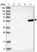 Anti-LRRC1 antibody produced in rabbit Prestige Antibodies® Powered by Atlas Antibodies, affinity isolated antibody, buffered aqueous glycerol solution, ab3