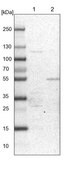 Anti-PDSS2 antibody produced in rabbit Prestige Antibodies&#174; Powered by Atlas Antibodies, affinity isolated antibody, buffered aqueous glycerol solution, ab2