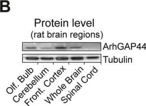 Anti-&#946;-Tubulin III (neuronal) antibody, Mouse monoclonal ~1.0&#160;mg/mL, clone 2G10, purified from hybridoma cell culture