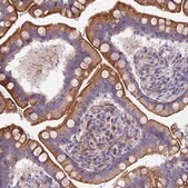 Anti-MVB12A antibody produced in rabbit Prestige Antibodies&#174; Powered by Atlas Antibodies, affinity isolated antibody, buffered aqueous glycerol solution