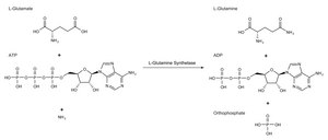 L-谷氨酰胺合成酶 来源于大肠杆菌 lyophilized powder, 400-2,000 units/mg protein