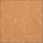 Canine Coronary Artery Smooth Muscle Cells: CnCASMC (Cryovial)