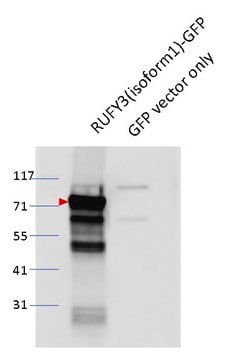 Anti-RIPx/RUFY3 Antibody, clone 1L14 ZooMAb&#174; Rabbit Monoclonal recombinant, expressed in HEK 293 cells