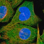 Anti-N4BP2 antibody produced in rabbit Prestige Antibodies&#174; Powered by Atlas Antibodies, affinity isolated antibody, buffered aqueous glycerol solution