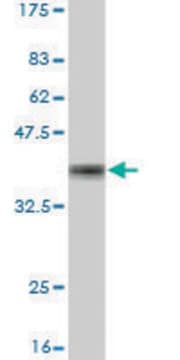 Monoclonal Anti-TRIM23 antibody produced in mouse clone 3E8, purified immunoglobulin, buffered aqueous solution