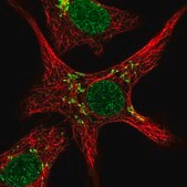 Anti-ZNF526 antibody produced in rabbit Prestige Antibodies® Powered by Atlas Antibodies, affinity isolated antibody, buffered aqueous glycerol solution