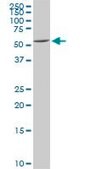 Monoclonal Anti-DGKE antibody produced in mouse clone 7E1, purified immunoglobulin, buffered aqueous solution
