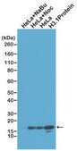 Anti-Histone H3 (unmodified Lys4) antibody, Rabbit monoclonal recombinant, expressed in HEK 293 cells, clone RM186, purified immunoglobulin
