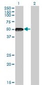 Monoclonal Anti-ZNF71, (N-terminal) antibody produced in mouse clone 3F4, purified immunoglobulin, buffered aqueous solution