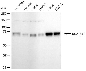 KD-Validated Anti SCARB2 Antibody, clone 24GB1520, Rabbit Monoclonal clone 24GB1520, recombinant rabbit monoclonal, expressed in HEK293 cells