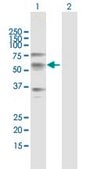 Anti-CREB3L1 antibody produced in mouse purified immunoglobulin, buffered aqueous solution