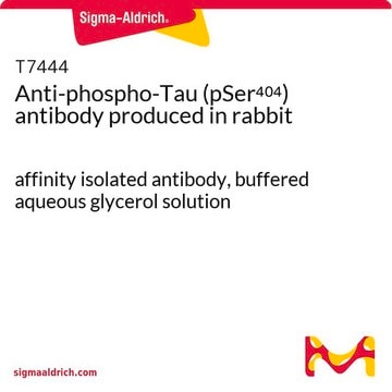 Anti-phospho-Tau (pSer404) antibody produced in rabbit affinity isolated antibody, buffered aqueous glycerol solution