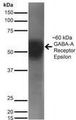 Monoclonal Anti-GABA A Receptor-Horseradish Peroxidase antibody produced in mouse clone S413-67