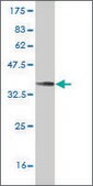 ANTI-HSF4 antibody produced in mouse clone 2A2, purified immunoglobulin, buffered aqueous solution