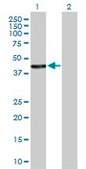 Anti-HSDL2 antibody produced in mouse IgG fraction of antiserum, buffered aqueous solution