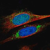 Anti-KCNMB3 antibody produced in rabbit Prestige Antibodies&#174; Powered by Atlas Antibodies, affinity isolated antibody, buffered aqueous glycerol solution