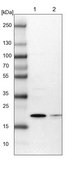 Anti-ARL8A antibody produced in rabbit Prestige Antibodies&#174; Powered by Atlas Antibodies, affinity isolated antibody, buffered aqueous glycerol solution