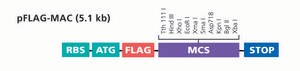 pFLAG-MAC™ Expression Vector Bacterial vector for cytoplasmic expression of N-terminal Met-FLAG fusion proteins