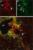 Anti-Cyclic Nucleotide-Gated Cation Channel 2 antibody produced in rabbit affinity isolated antibody, lyophilized powder