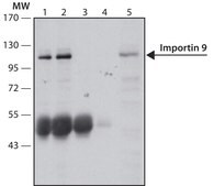 Anti-Importin 9 (C-terminal) antibody produced in rabbit ~1.0 mg/mL, affinity isolated antibody