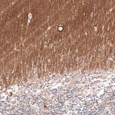 Monoclonal Anti-GAP43 antibody produced in mouse Prestige Antibodies® Powered by Atlas Antibodies, clone CL10847, purified antibody (Protein A)