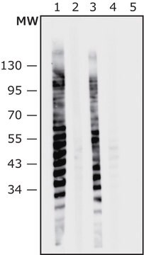 Anti-Burkholderia pyrrocinia (Pseudomonas pyrrocinia) antibody produced in rabbit IgG fraction of antiserum