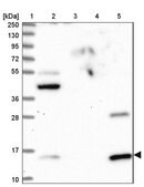 Anti-GCSH antibody produced in rabbit Prestige Antibodies&#174; Powered by Atlas Antibodies, affinity isolated antibody, buffered aqueous glycerol solution
