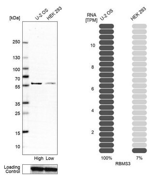 Anti-RBMS3 antibody produced in rabbit affinity isolated antibody, buffered aqueous glycerol solution