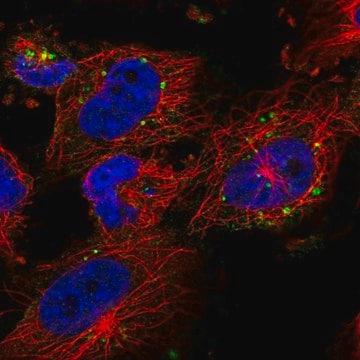Anti-RPS6KC1 antibody produced in rabbit Prestige Antibodies&#174; Powered by Atlas Antibodies, affinity isolated antibody