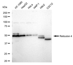 Anti Reticulon 4 Antibody, clone 24GB1210, Rabbit Monoclonal clone 24GB1210, recombinant rabbit monoclonal, expressed in HEK293 cells