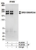 Goat anti-BRG1/SMARCA4 Antibody, Affinity Purified Powered by Bethyl Laboratories, Inc.