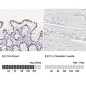 Anti-ELF3 antibody produced in rabbit Ab2, Prestige Antibodies® Powered by Atlas Antibodies, affinity isolated antibody, buffered aqueous glycerol solution