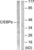 Anti-C/EBP-α antibody produced in rabbit affinity isolated antibody