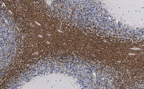 Anti-CNPase Antibody, clone 3N12 ZooMAb&#174; Rabbit Monoclonal recombinant, expressed in HEK 293 cells