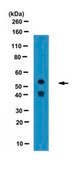 Anti-SHMT1 Antibody from sheep, purified by affinity chromatography