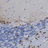 抗-QKI 兔抗 Prestige Antibodies&#174; Powered by Atlas Antibodies, affinity isolated antibody, buffered aqueous glycerol solution