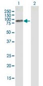 Monoclonal Anti-PLCD4 antibody produced in mouse clone 4D4, purified immunoglobulin, buffered aqueous solution