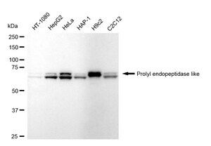 KD-Validated Anti Prolyl Endopeptidase Like Antibody, clone 24GB995, Rabbit Monoclonal clone 24GB995, recombinant rabbit monoclonal, expressed in HEK293 cells