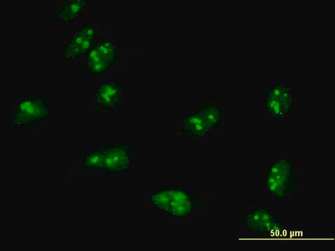 Monoclonal Anti-TASP1 antibody produced in mouse clone 3E10, purified immunoglobulin, buffered aqueous solution