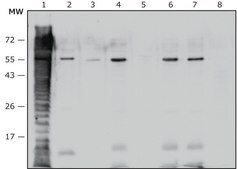 Anti- Proteus vulgaris antibody produced in rabbit IgG fraction of antiserum