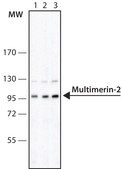 Monoclonal Anti-Multimerin-2 antibody produced in mouse clone MM-5, purified from hybridoma cell culture