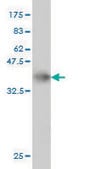 Monoclonal Anti-MGC16169 antibody produced in mouse clone 7A7, purified immunoglobulin, buffered aqueous solution